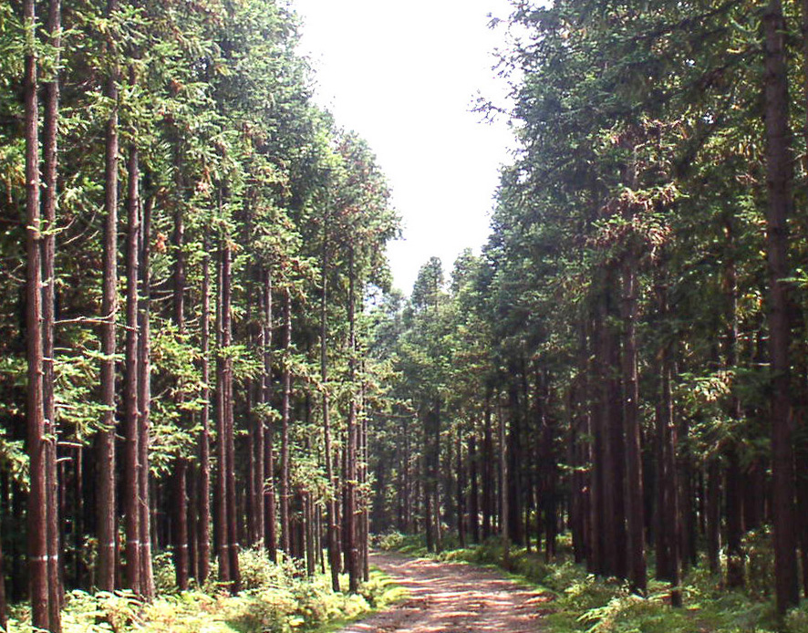 国家森林公园水塘景区林阴大道